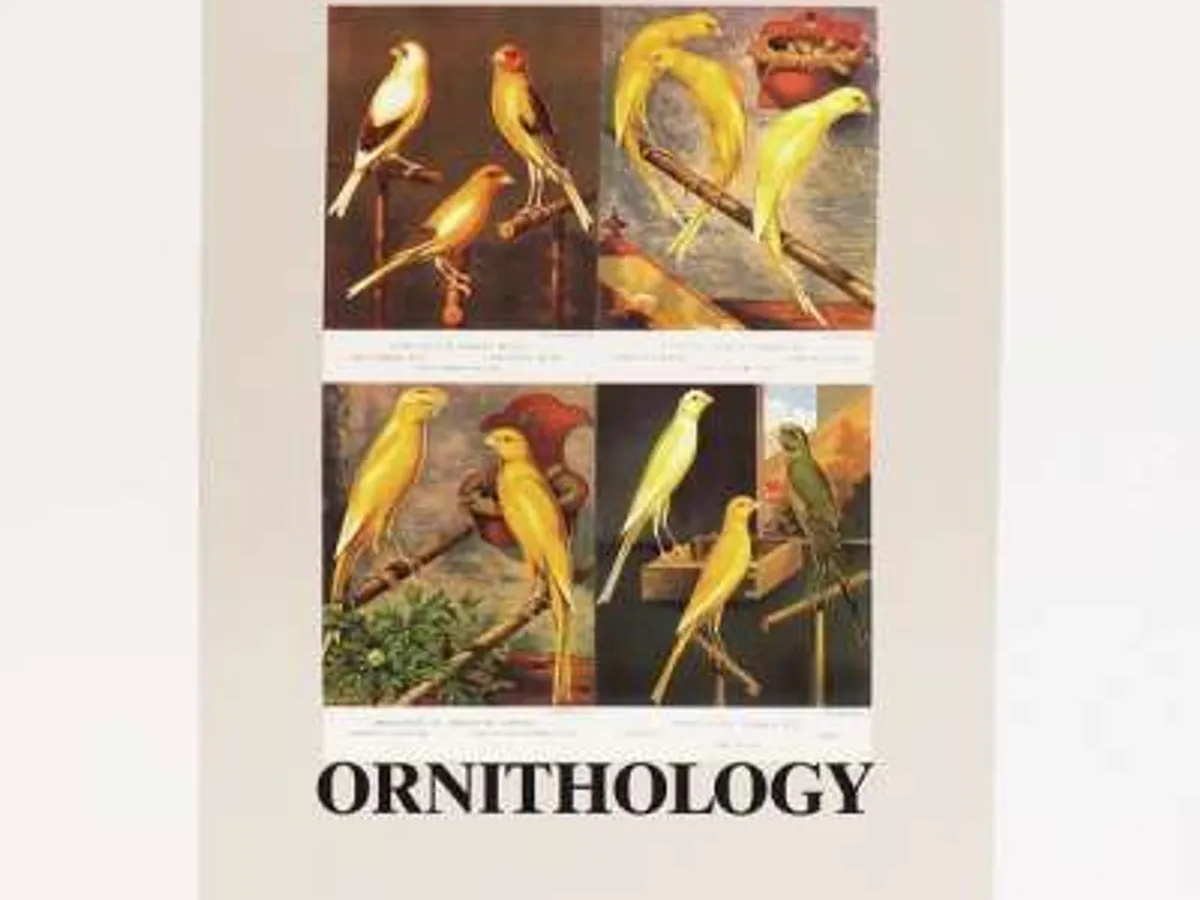 O Is For Ornithology