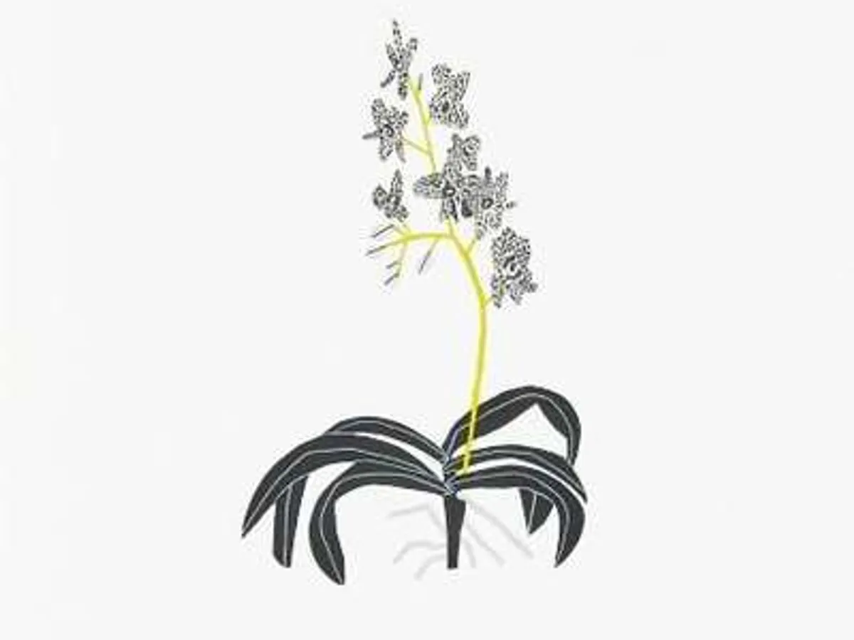 Black And Grey Clipping