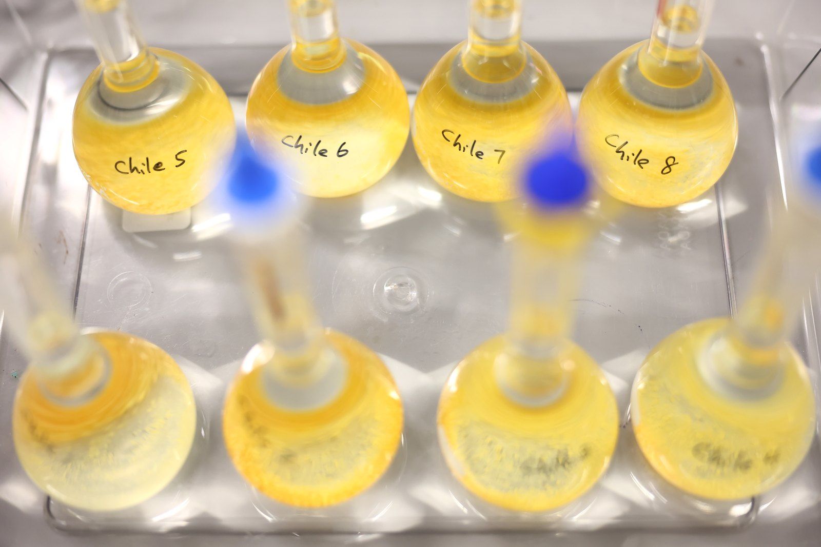 Preservative samples staged for formulation work