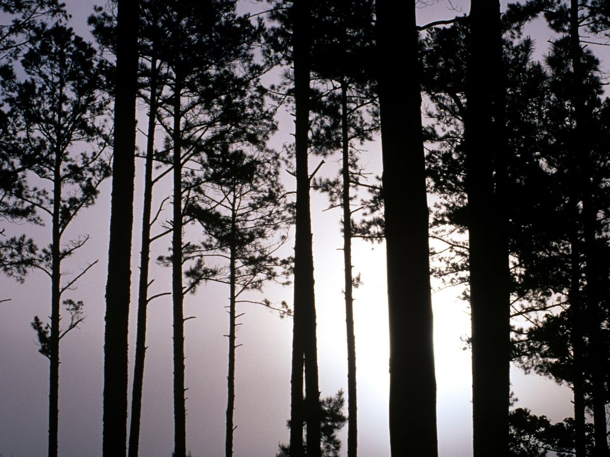 Pine trunks silhouetted against a bright sky