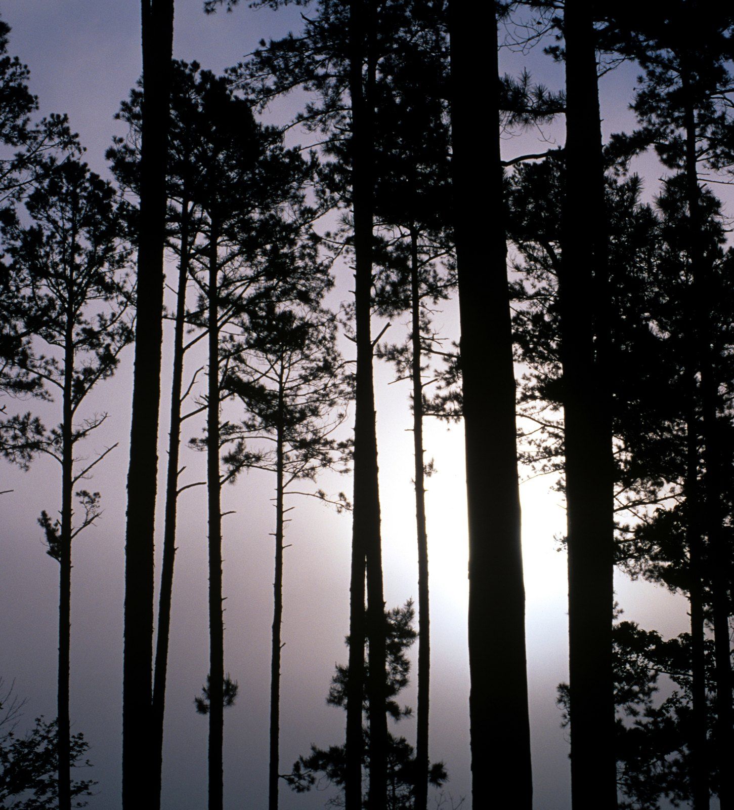 Pine trunks silhouetted against a bright sky