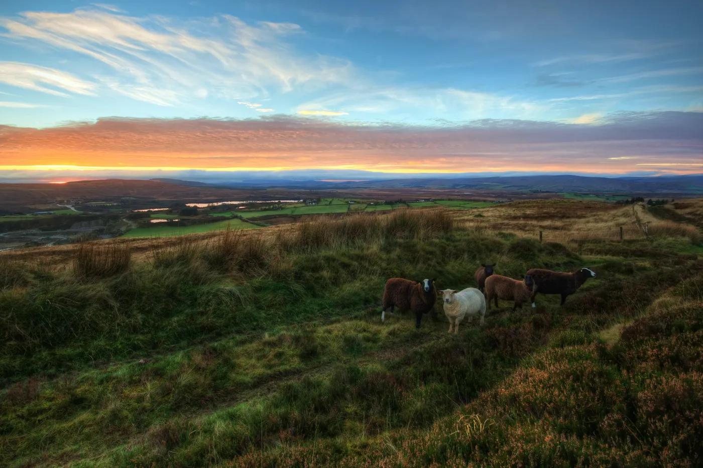State Pension (Non-Contributory) Ireland: 2025 Guide