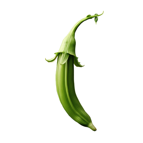 Okra