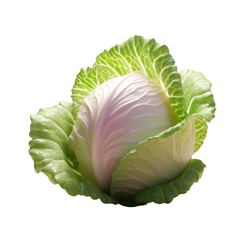 Cabbage