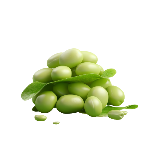 Fava bean