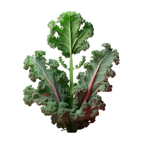 Kale
