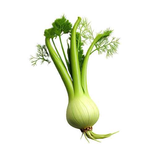 Fennel