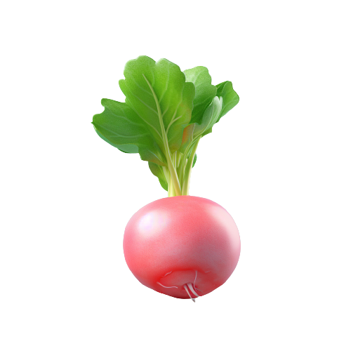 Radish