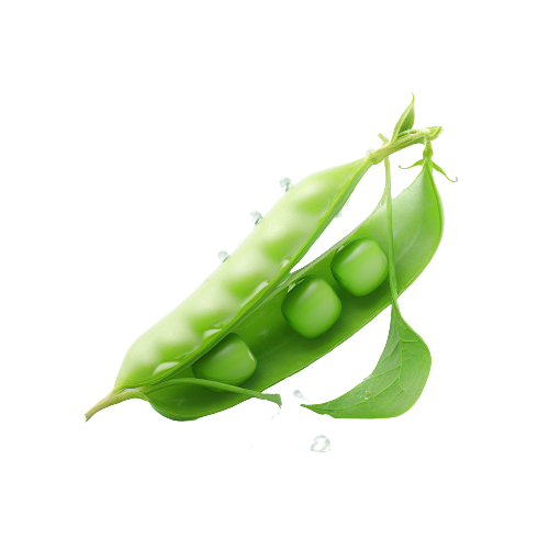 Snow pea