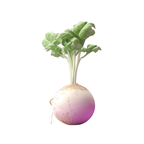 Turnip