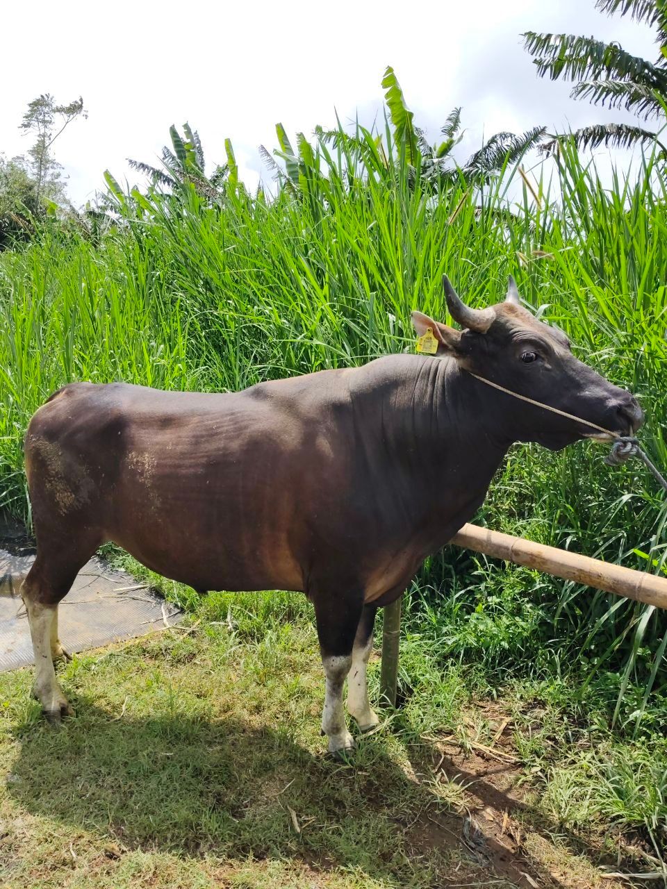 7 Fakta Menarik tentang Sapi Bali, Sapi Lokal Indonesia yang Punya Banyak Keunggulan