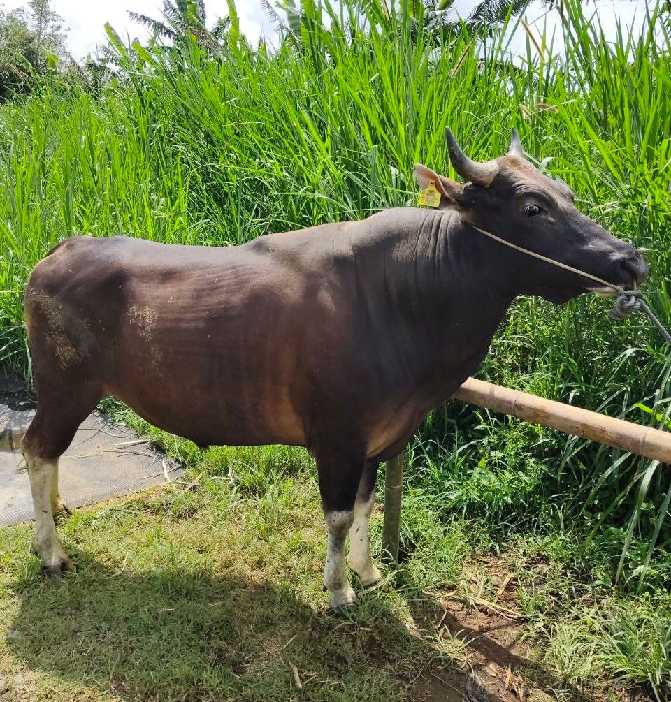 7 Fakta Menarik tentang Sapi Bali, Sapi Lokal Indonesia yang Punya Banyak Keunggulan
