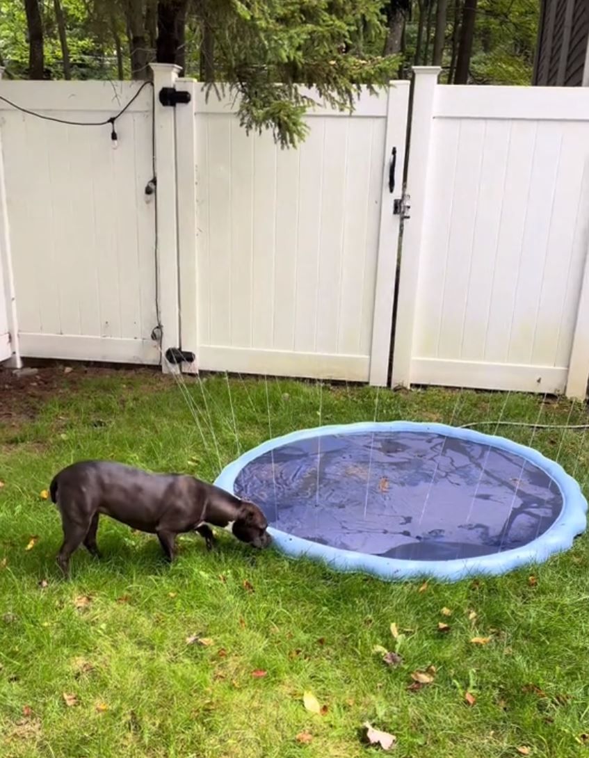 Dog splash pad