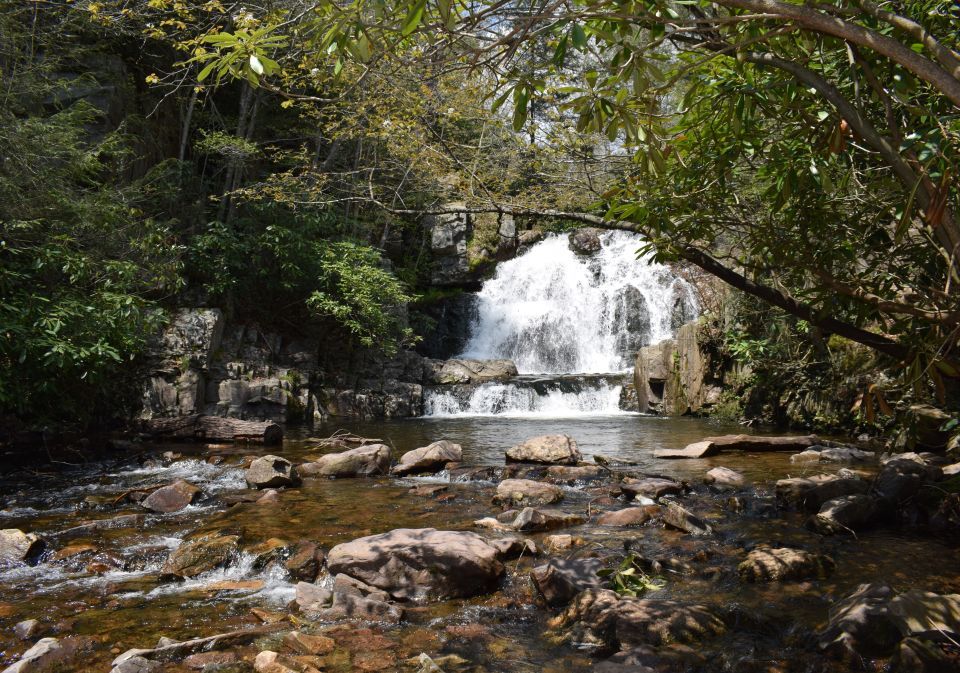 Forest waterfall scene