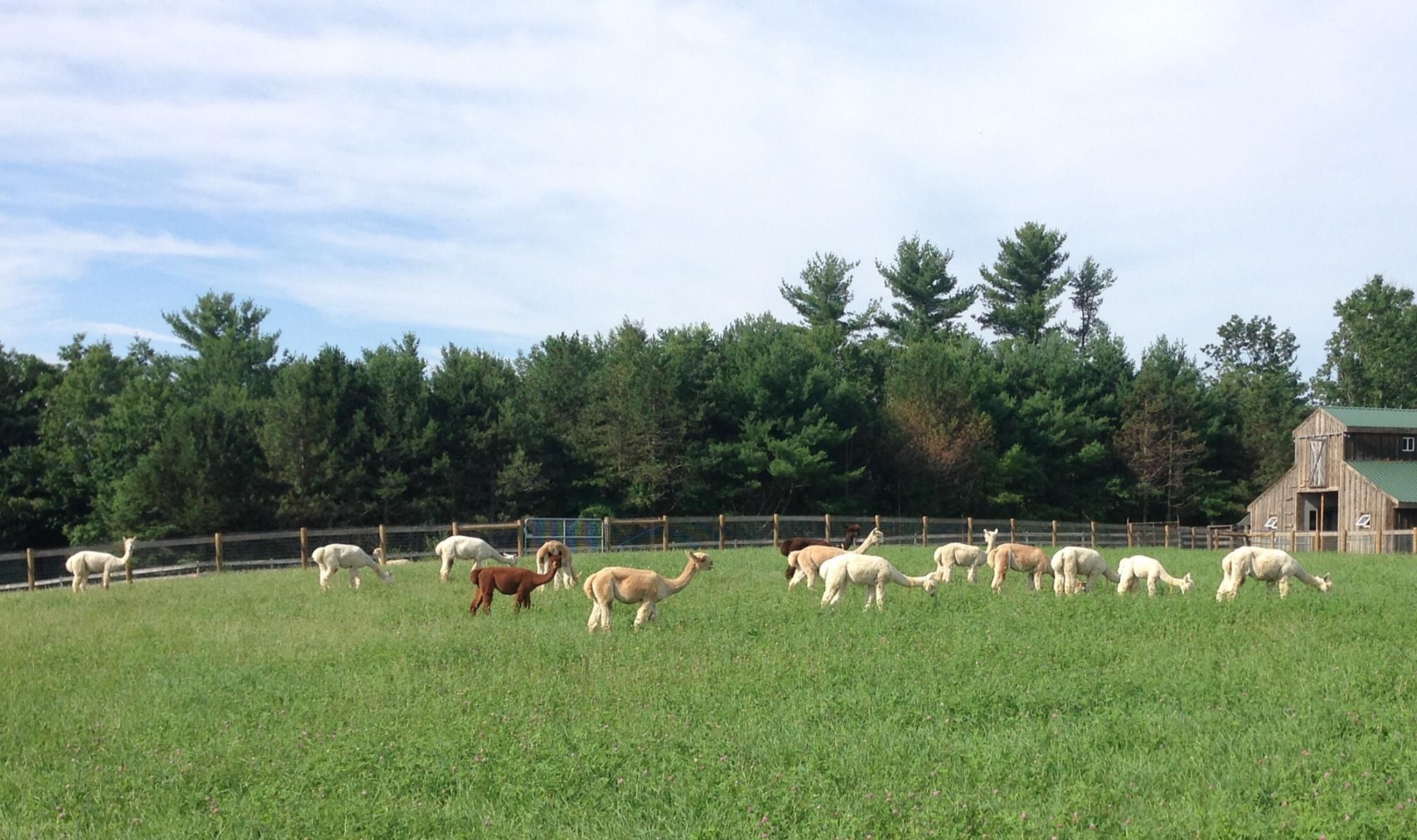Alpacas grazing pasture