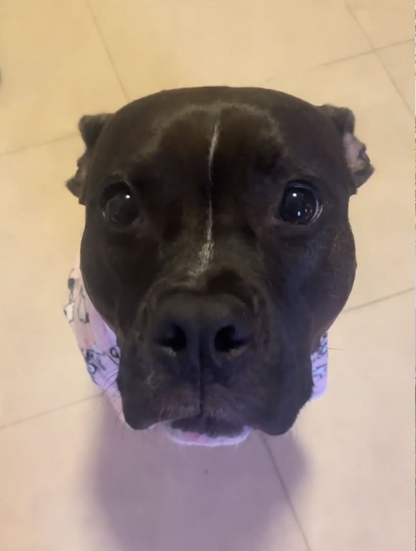 Cute Dog
