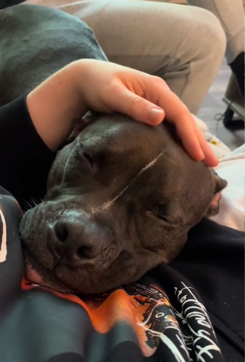 Cute Dog