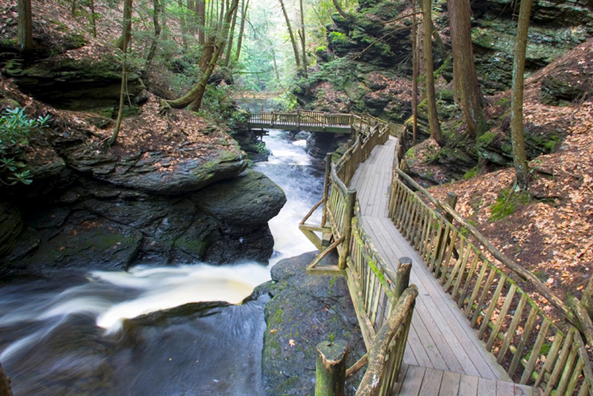 Scenic forest boardwalk