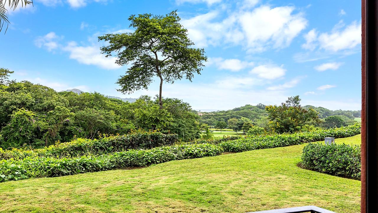 Bougainvillea 8101 terrace garden view
