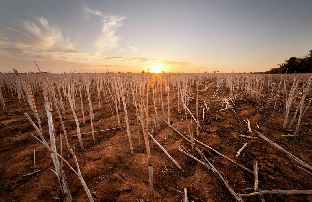 Dried field with sunrise