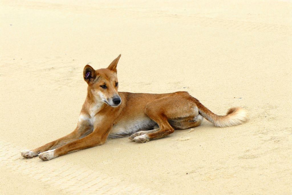 do dingoes bark