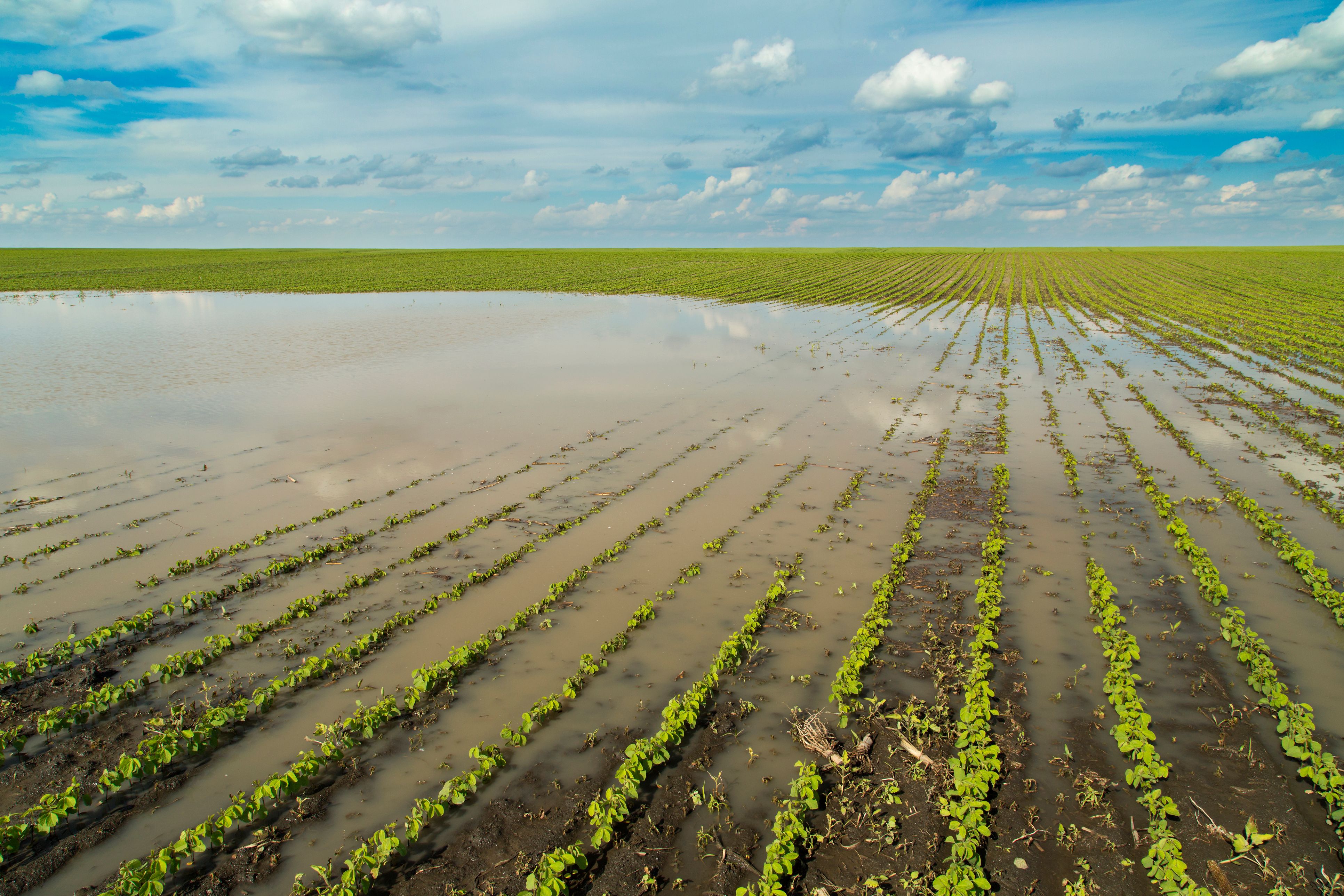 farming field flooded