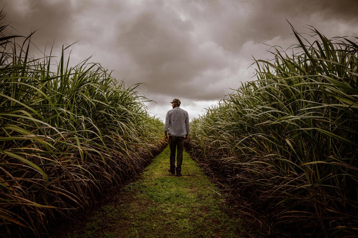 Man walking through tall crops