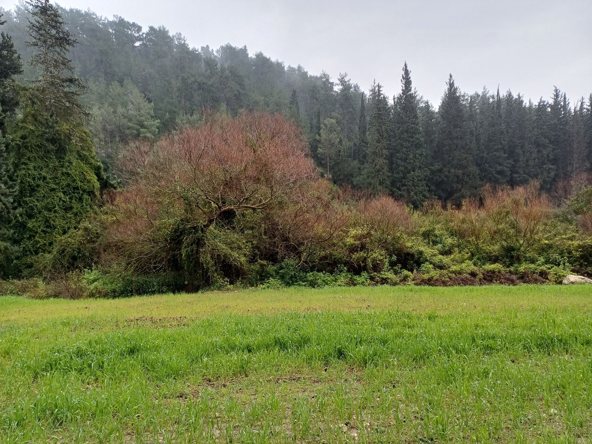 Эйн Ха Шофет