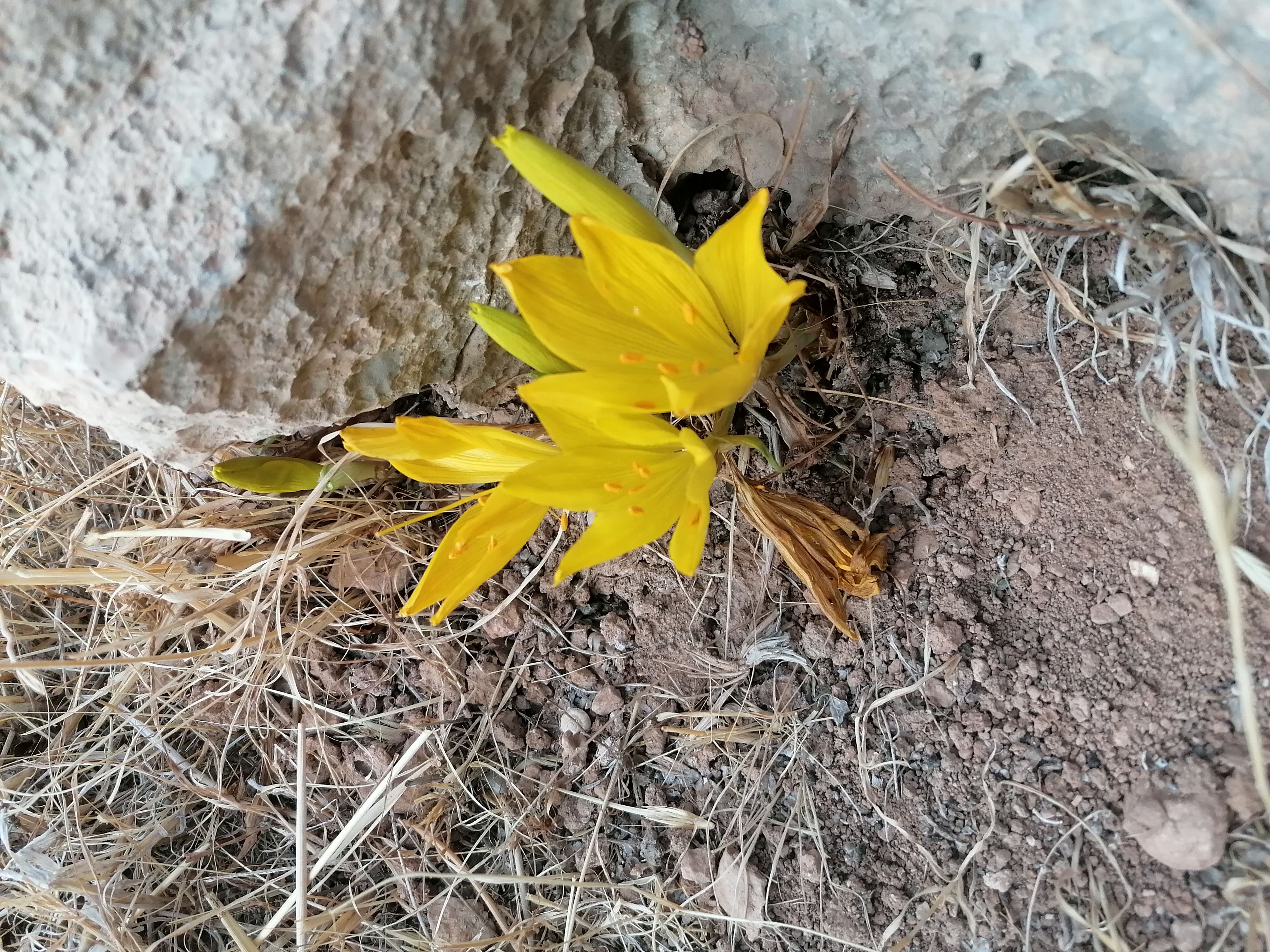 Ущелье Ткоа