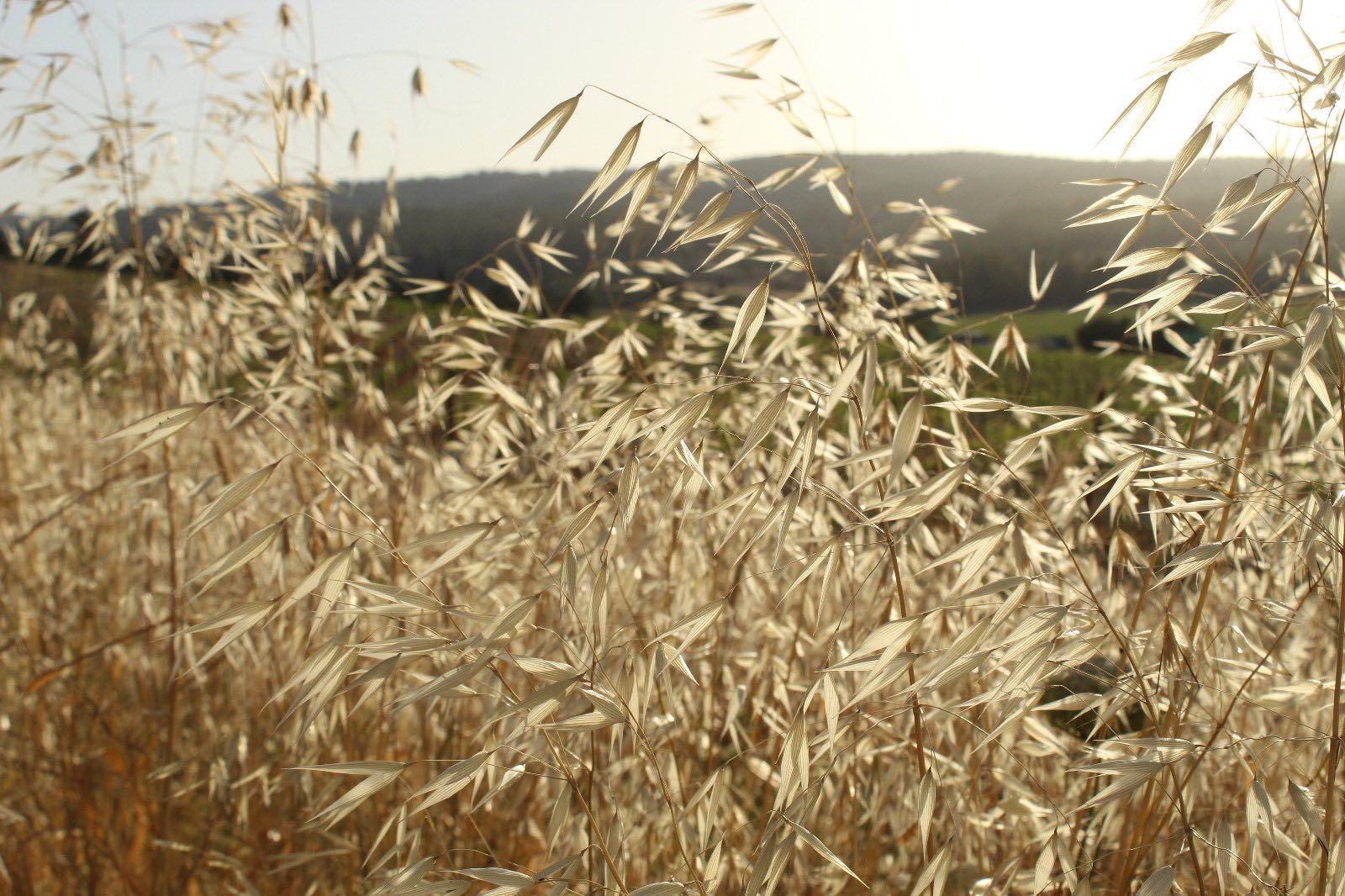 От мемориала Ламед Хей до поселка Цур Адаса