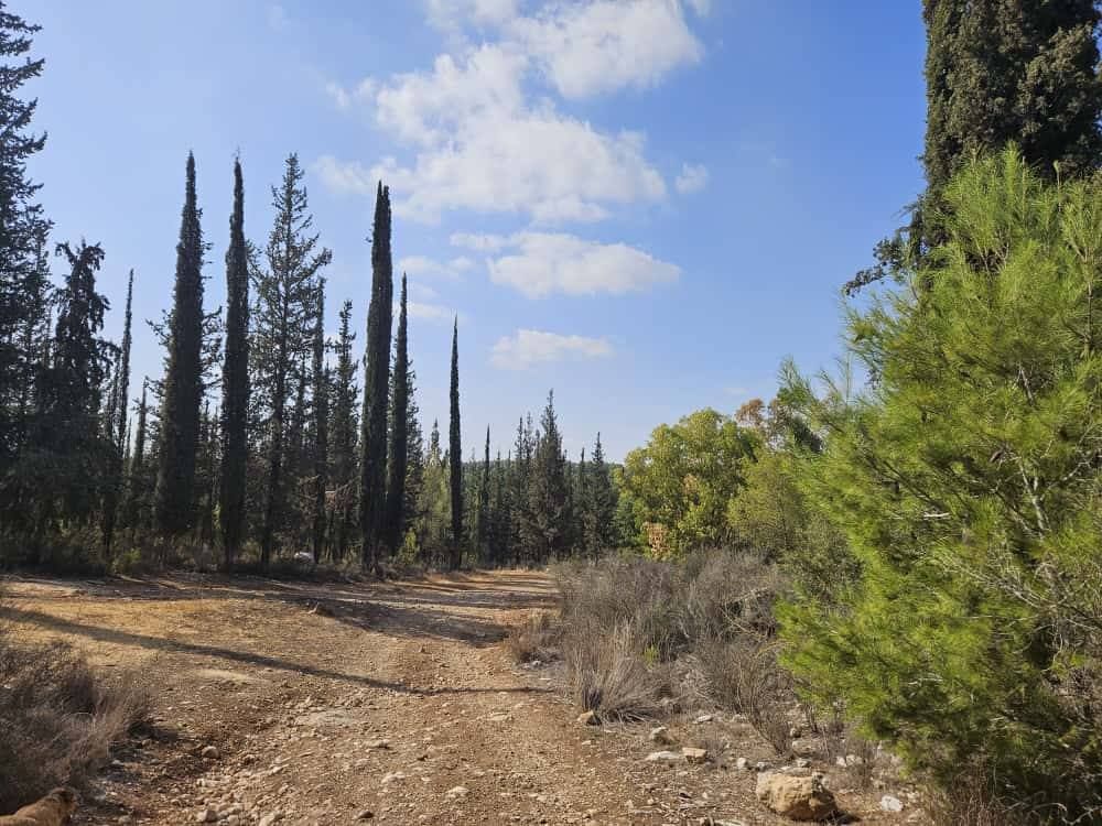 Верхопятница -  Лес Бен-Шемен – Тропа скульптур 