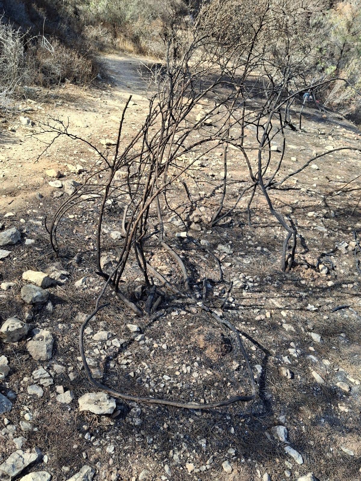 Верхопятница - вокруг Эйн Керем