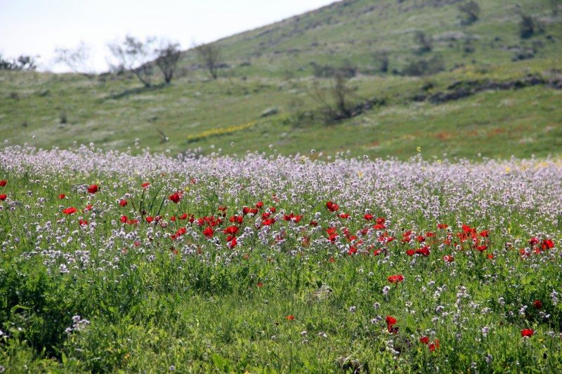 Талкид Пиран