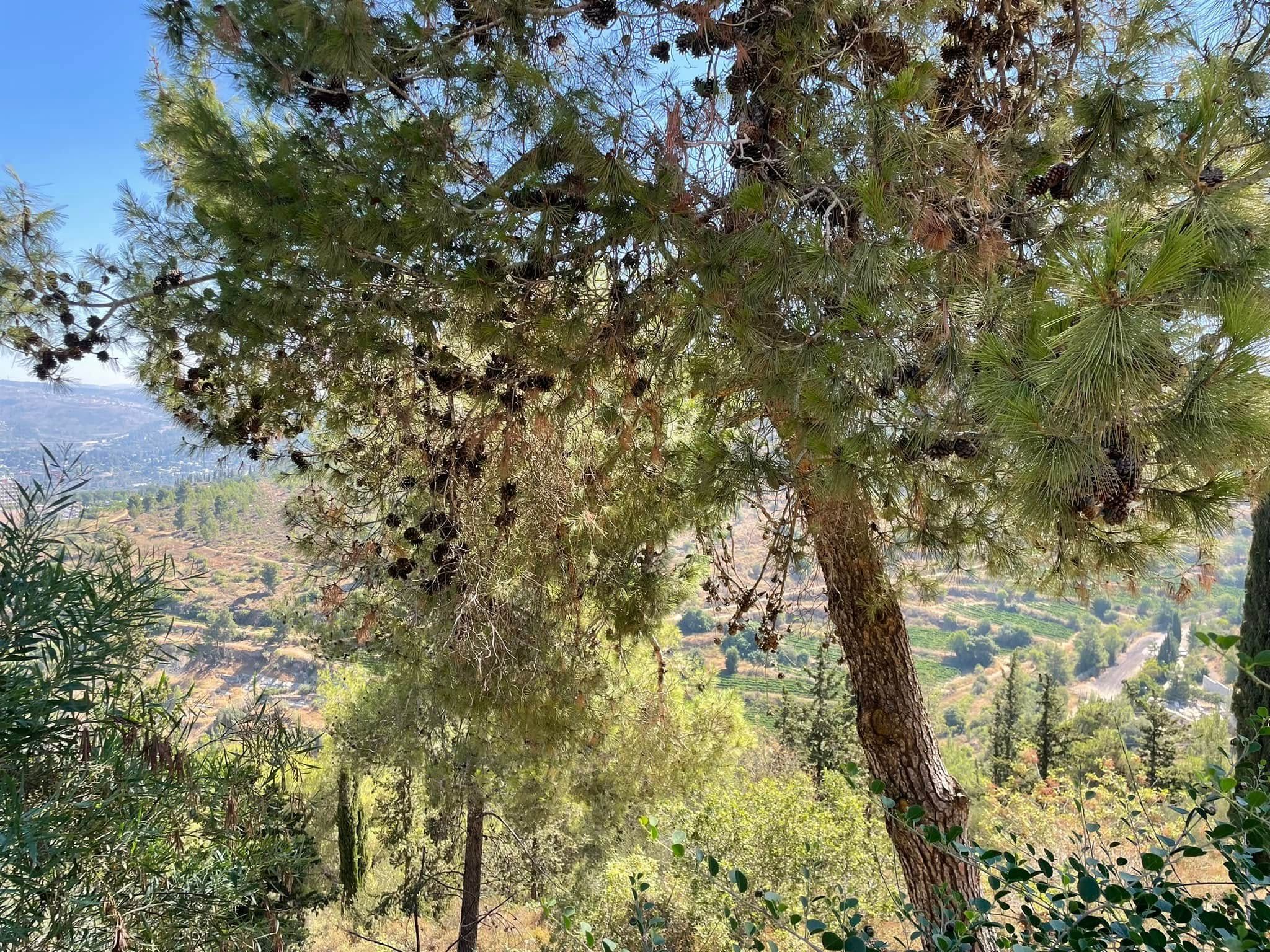 Лес Аминадав