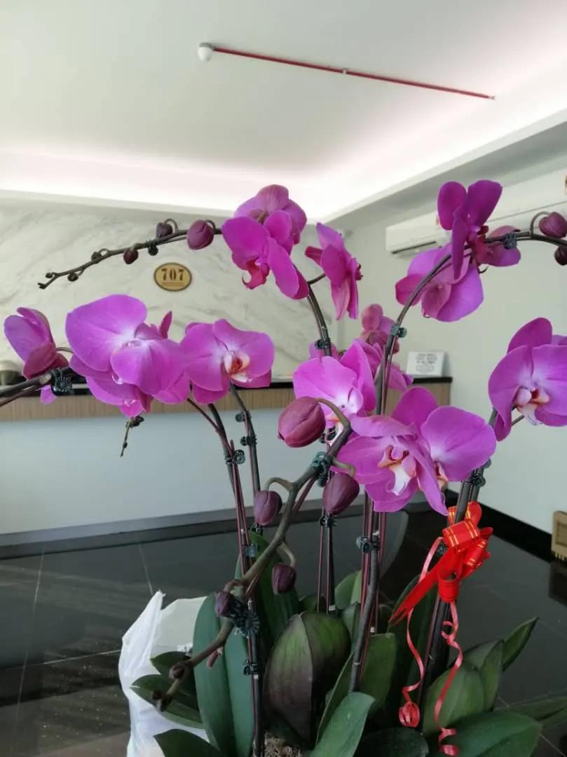 707 Hotel Melaka Cherry photo 4