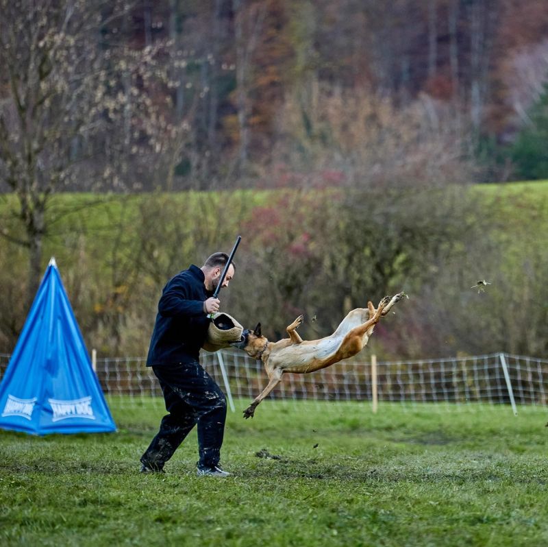 Hundesportprüfung 2026 Q3
