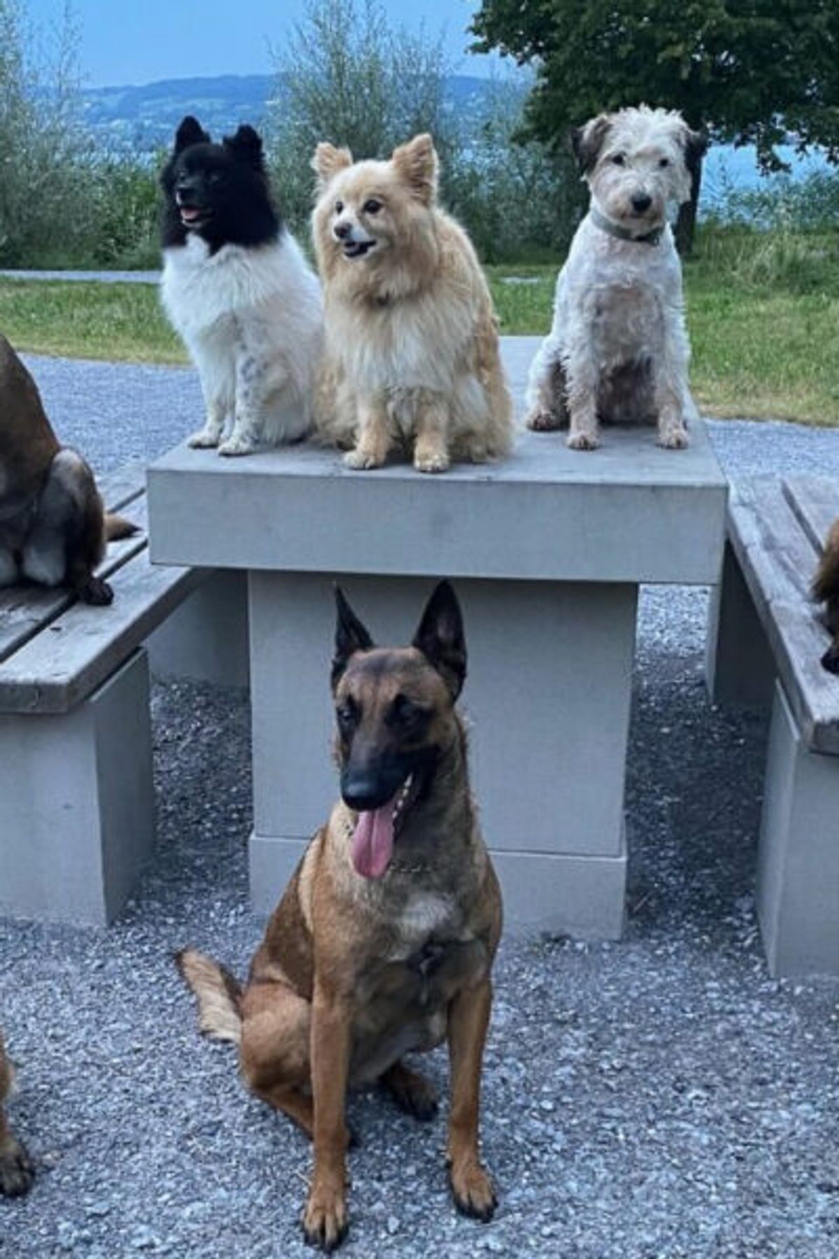 Im Wald mit den Hunden unterwegs