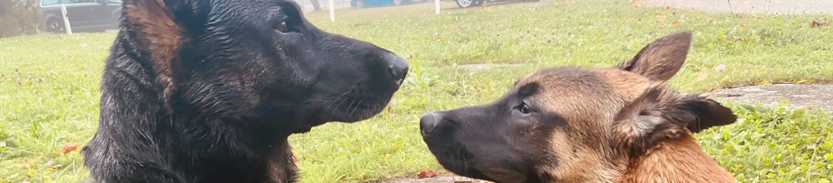 Problemhunde- und Ursachenabklärung