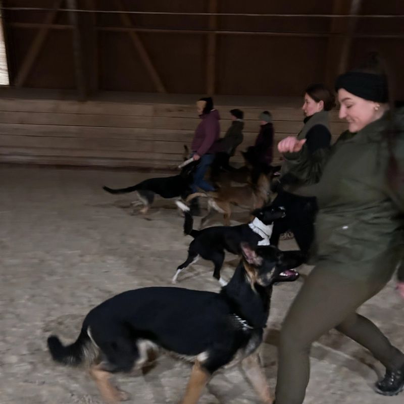 Hundetraining