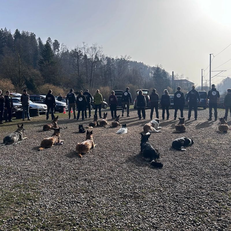 Hundetraining Aathal