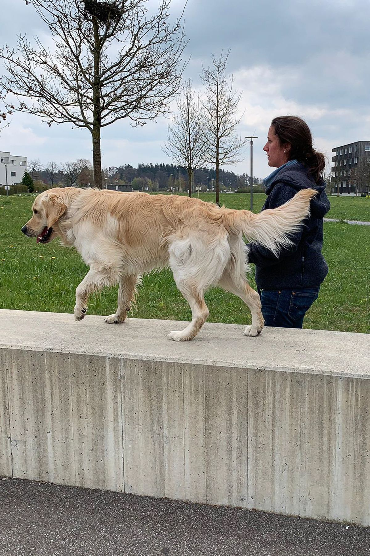 Familienhundetraining