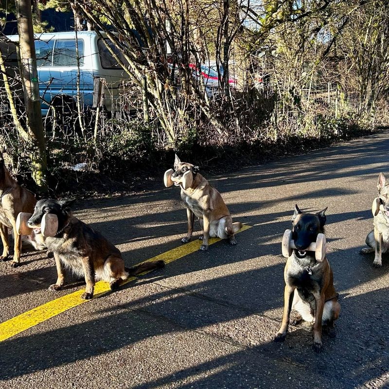 Hundetraining Aathal