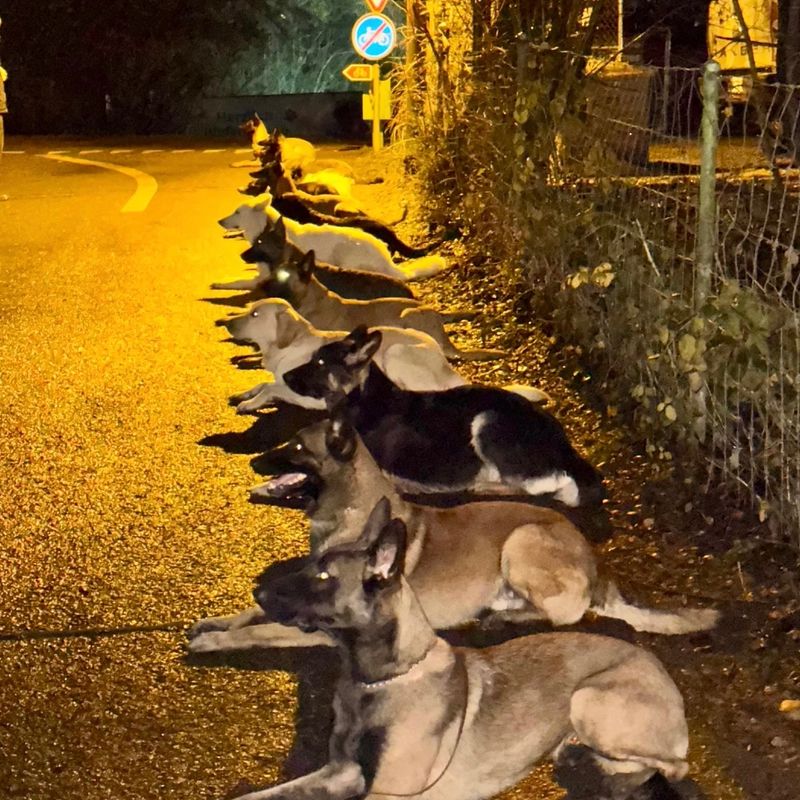 Hundetraining Aathal