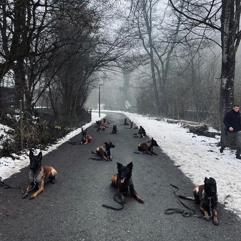 Training Hundeschule