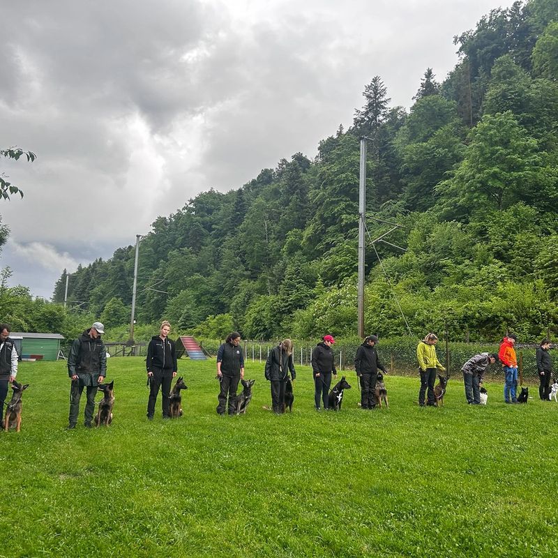 Hundetraining Aathal