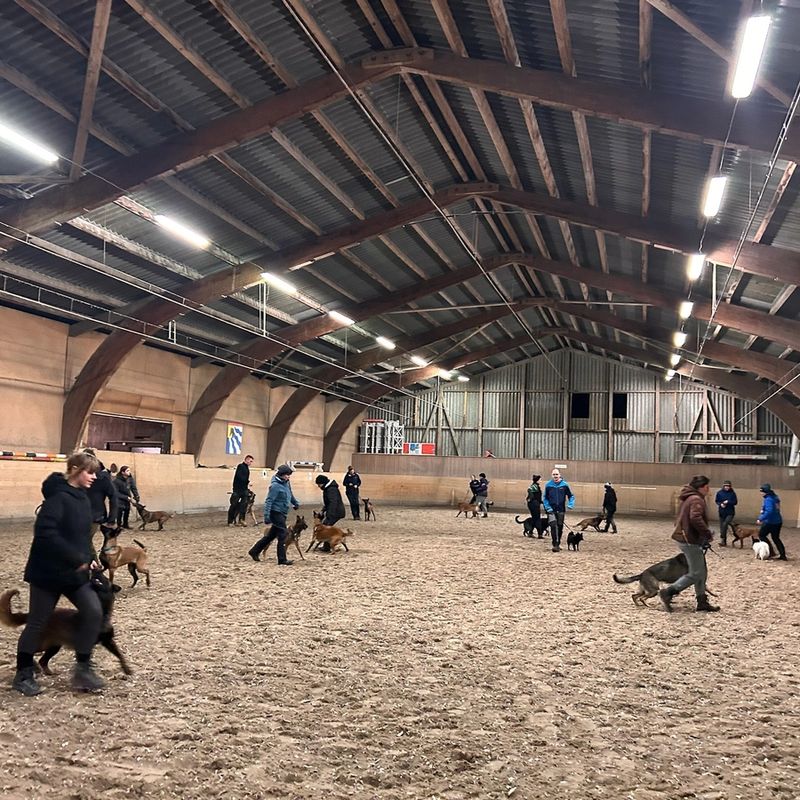 Winter Hundetraining in der Halle