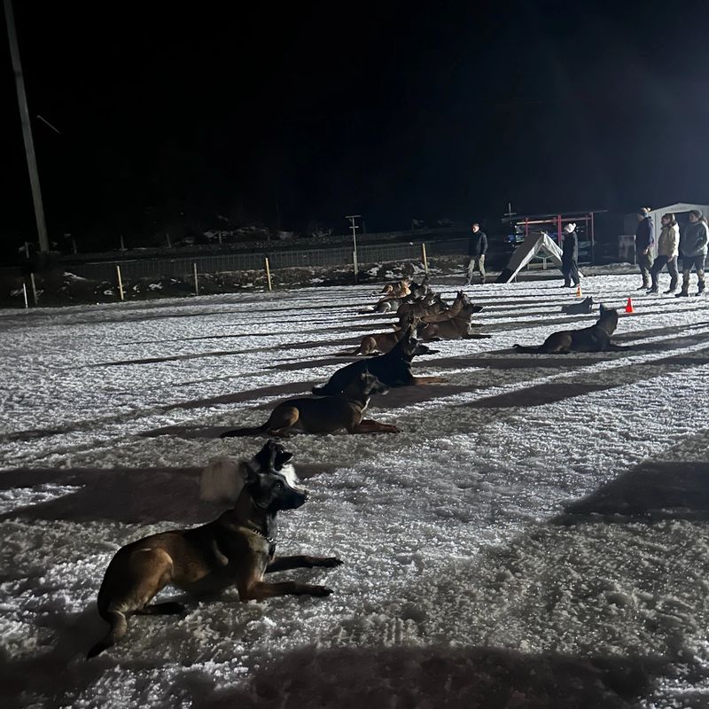 Hundetraining Aathal