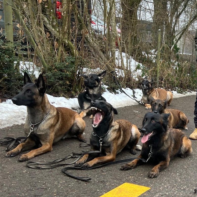 Training Hundeschule