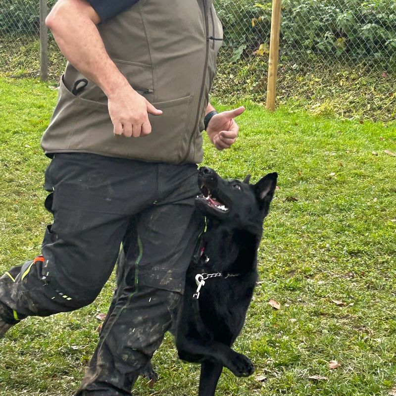 Energieseminar mit Hund