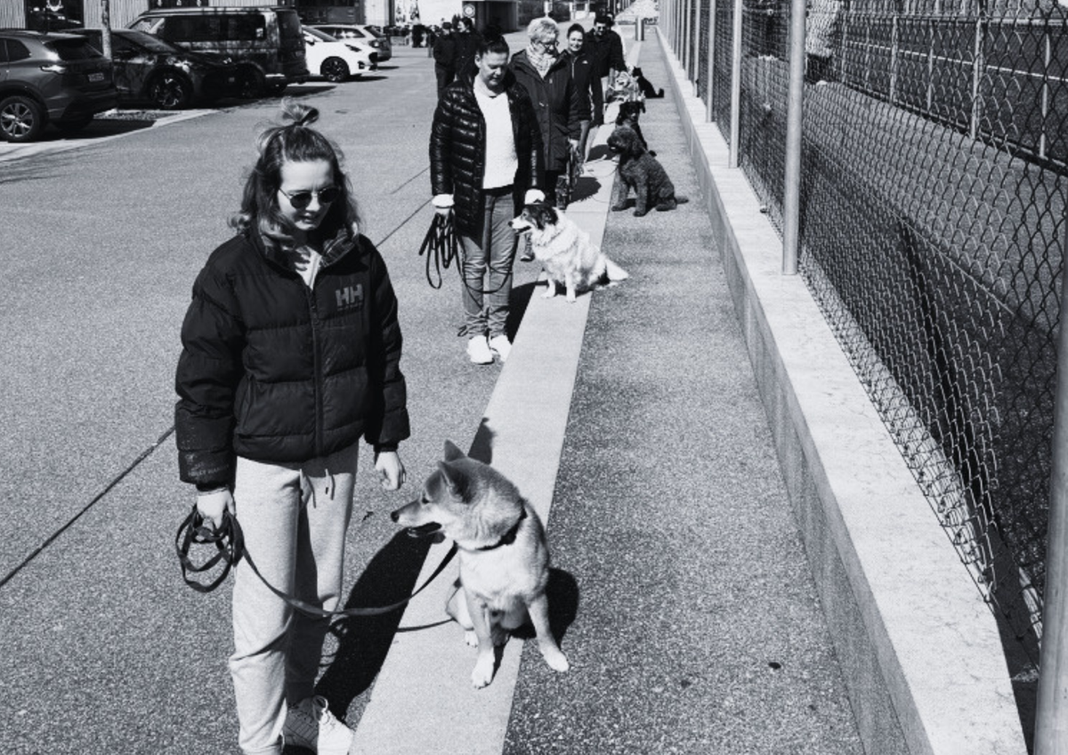 Lernspaziergang für Familienhundeführer mit Co-Trainer